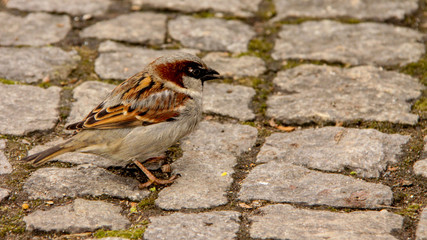 Wróbel