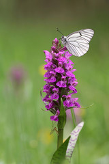 Black-veined White butterfly, Aporia crataegi on Heath Spotted Orchid or Moorland Spotted Orchid (Dactylorhiza maculata)