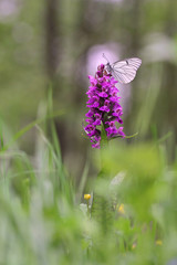 Black-veined White butterfly, Aporia crataegi on Heath Spotted Orchid or Moorland Spotted Orchid (Dactylorhiza maculata)