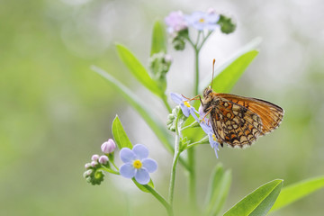 Heath fritillary - Melitaea athalia