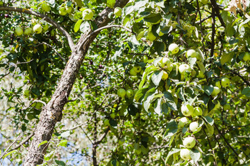 old apple tree with green fruits in garden