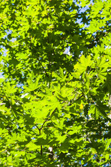 Fototapeta na wymiar green maple leaves illuminated by sunlight