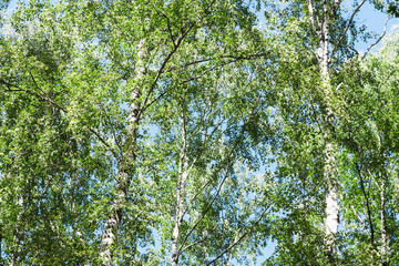 Obraz premium crowns of birch trees in forest in summer
