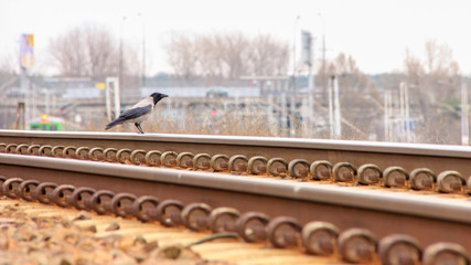 Ptak na torach kolejowych © adamcygan