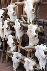 Fototapeta premium Czaszki krów na sprzedaż w Santa Fe w Nowym Meksyku