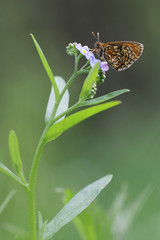Heath fritillary - Melitaea athalia 