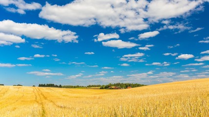 Stubble field under blue sky with white clouds