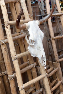 Cow skull for sale in Santa Fe, New Mexico