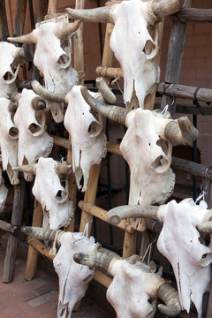 Cow skulls for sale in Santa Fe, New Mexico