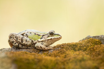 Green frog resting on moss at a soft yellow background
