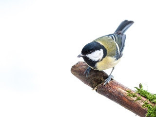 Male blue great tit bird resting on a branch on a white background