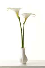 Two blooming white calla lilies in a white vase on a white shelf at a white background