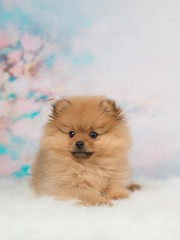 Cute pomeranian puppy lying down on a romantic background