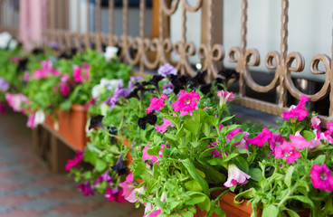 Fototapeta na wymiar Petunia flowers in pots outside windows
