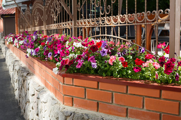 Petunia flowers in pots outside windows