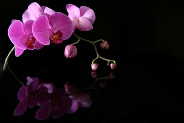 Fototapeta na wymiar l'orchidée