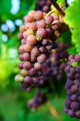 Wine grapes vineyard at sunset, autumn in France