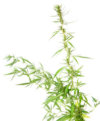 bush cannabis isolated on white background