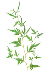 bush cannabis isolated on white background