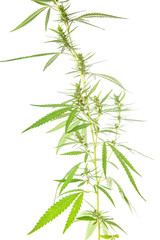 bush cannabis isolated on white background