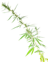 bush cannabis isolated on white background