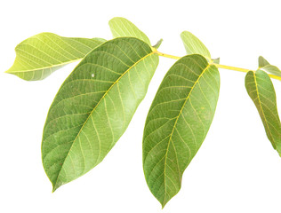 walnut leaves isolated on white background
