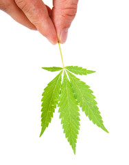 cannabis leaves in a hand isolated on white background