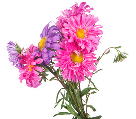 bouquet of asters isolated on white background