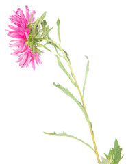 asters flower isolated on white background