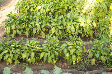 bed with sweet pepper
