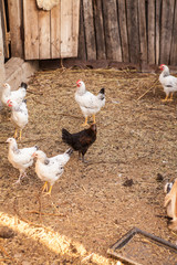 barnyard animals in a pen