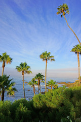 Fototapeta na wymiar Beach palm trees and California coast
