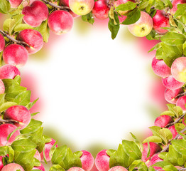 fresh apples on branches.