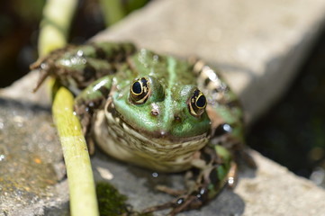 grenouile
