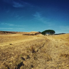 Obraz premium Desert field in Ortacesus countryside, Sardinia