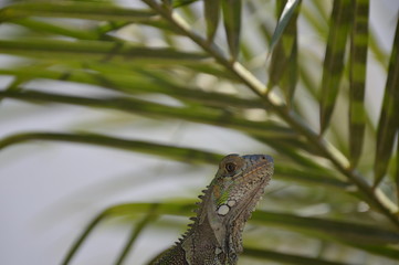 iguana de perfil