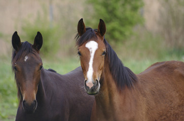 Fototapeta premium Chevaux
