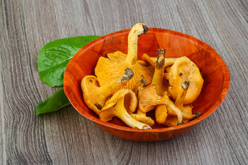 Chanterelle