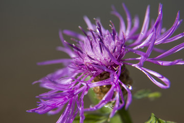 Fototapeta na wymiar фиолетовый цветок