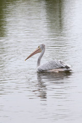African Pink Backed Pelican