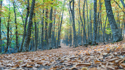 chestnut forest