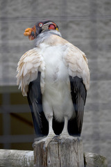 King Vulture
