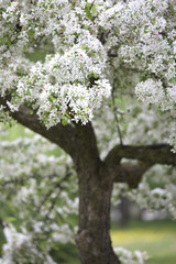White Flowering Fruit Tree