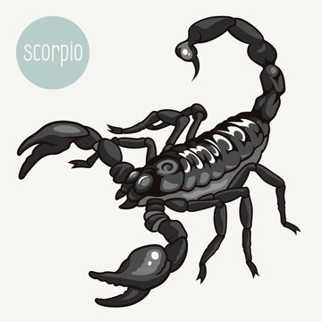 Scorpion 001