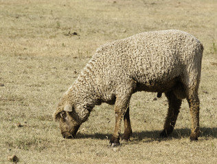 Woolly Sheep in Pasture
