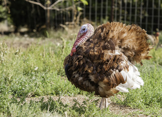 Farmyard Male Turkey