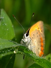 little butterfly in the morning dew #3