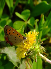 little butterfly on the dandelion flower #2