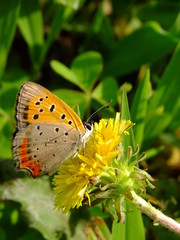 little butterfly on the dandelion flower