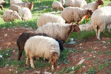 Obraz premium sheep grazing in an open field